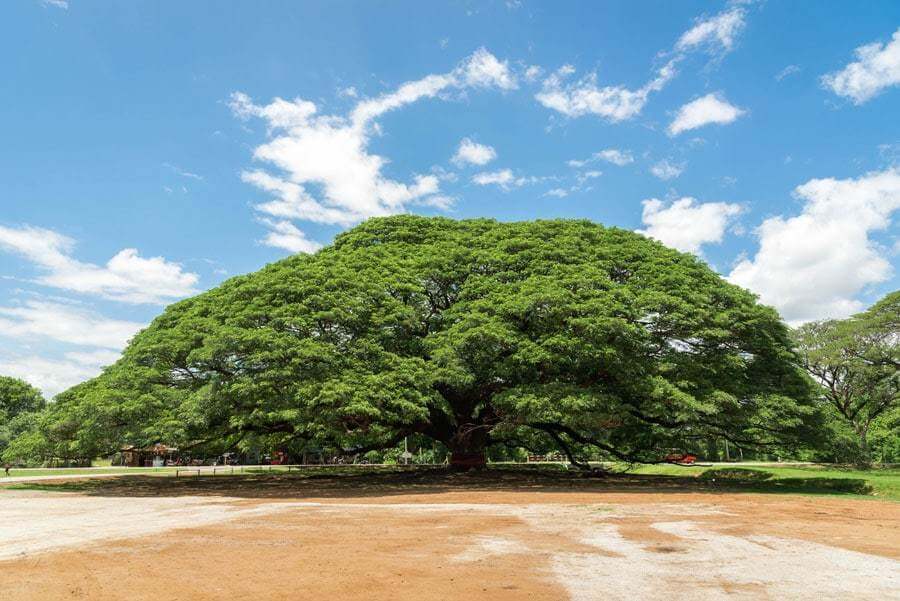Giant-Raintree-Kanchanaburi Giant-Raintree-Kanchanaburi
